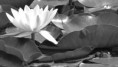 /album/le-parc-le-desert-lausanne/noir-05-jpg/